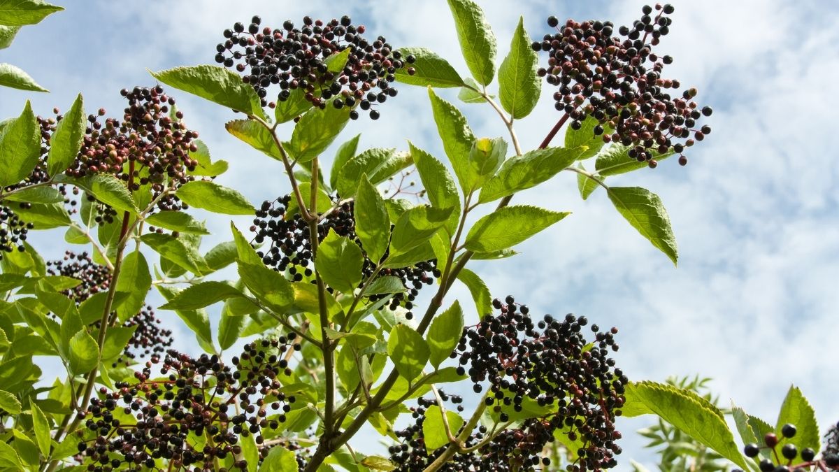 Black elderberries growing on the Sambucus nigra plant, traditionally used in wellness routines