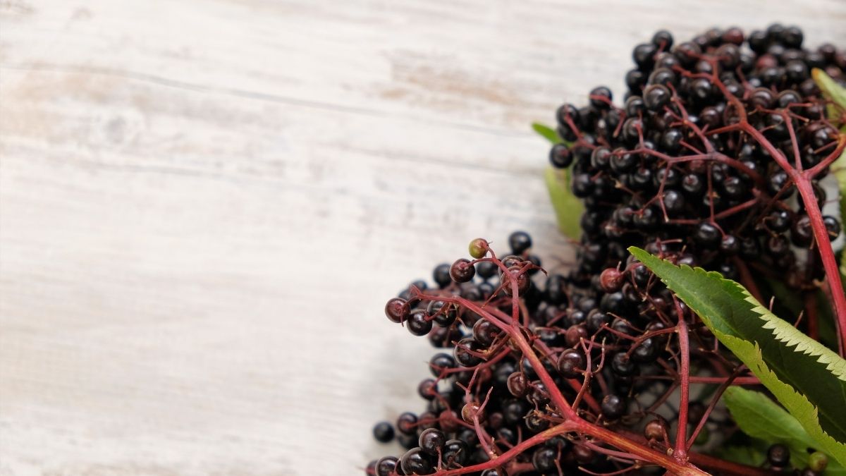 Fresh black elderberries on branches commonly used in seasonal wellness routines