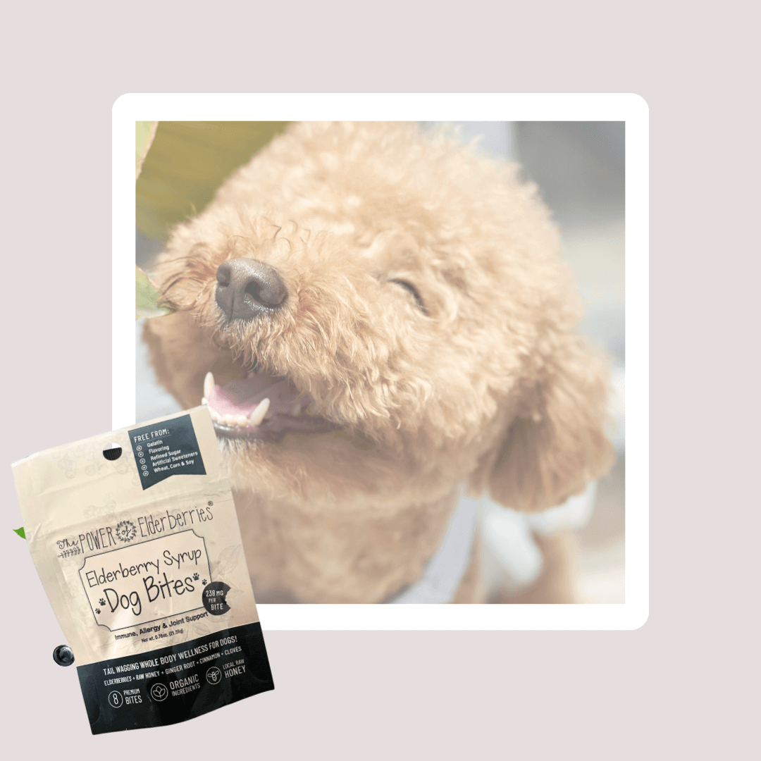 Cute dog pup with Dog Bites pouch