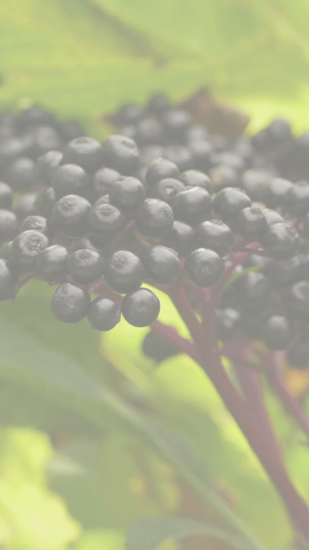 The POWER of Elderberries video sharing the difference between their signature elderberry syrup bites and elderberry gummies on the market.