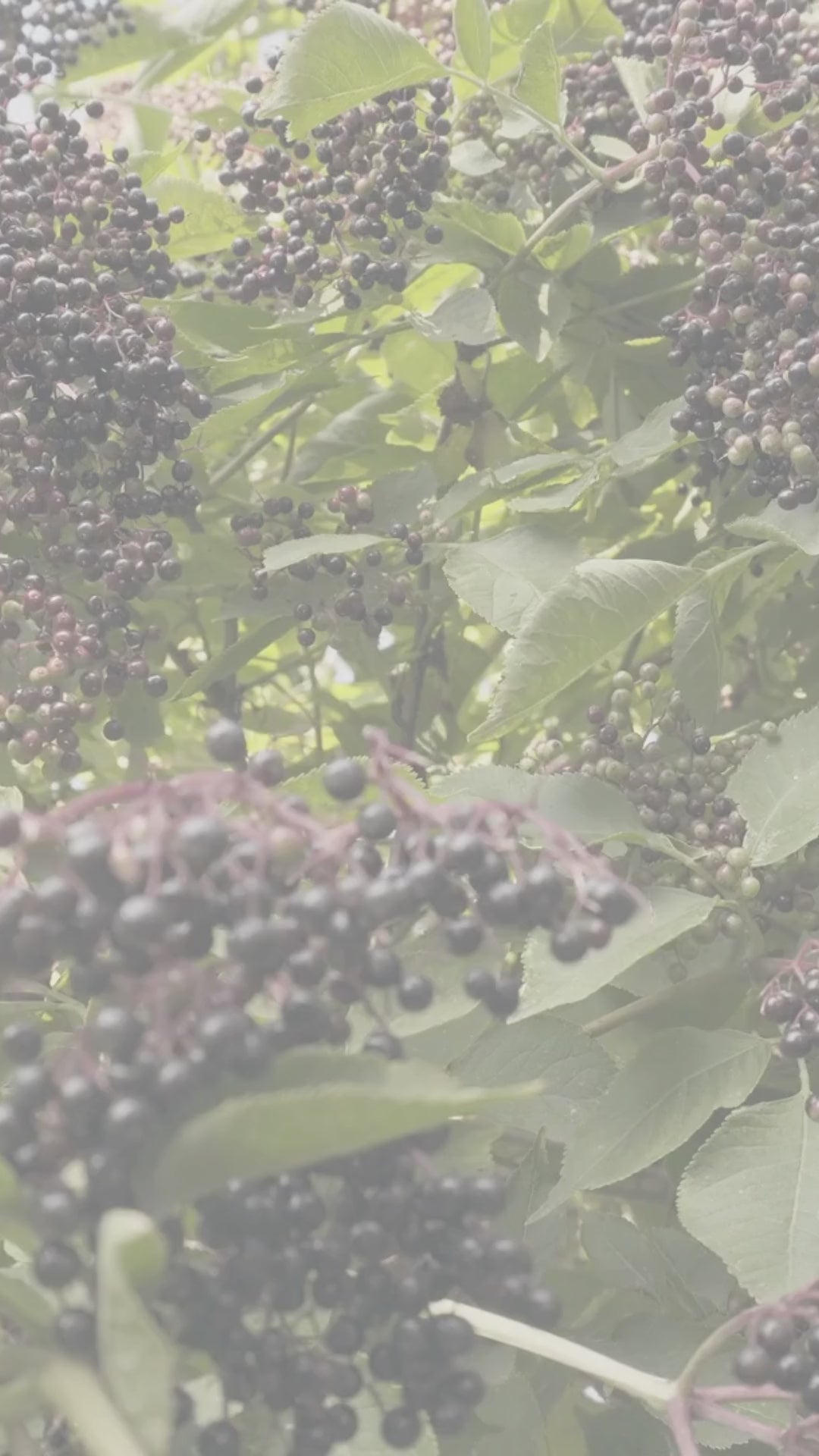 The POWER of Elderberries video sharing the difference in taste between their signature elderberry syrup bites and elderberry syrup gummies on the market.