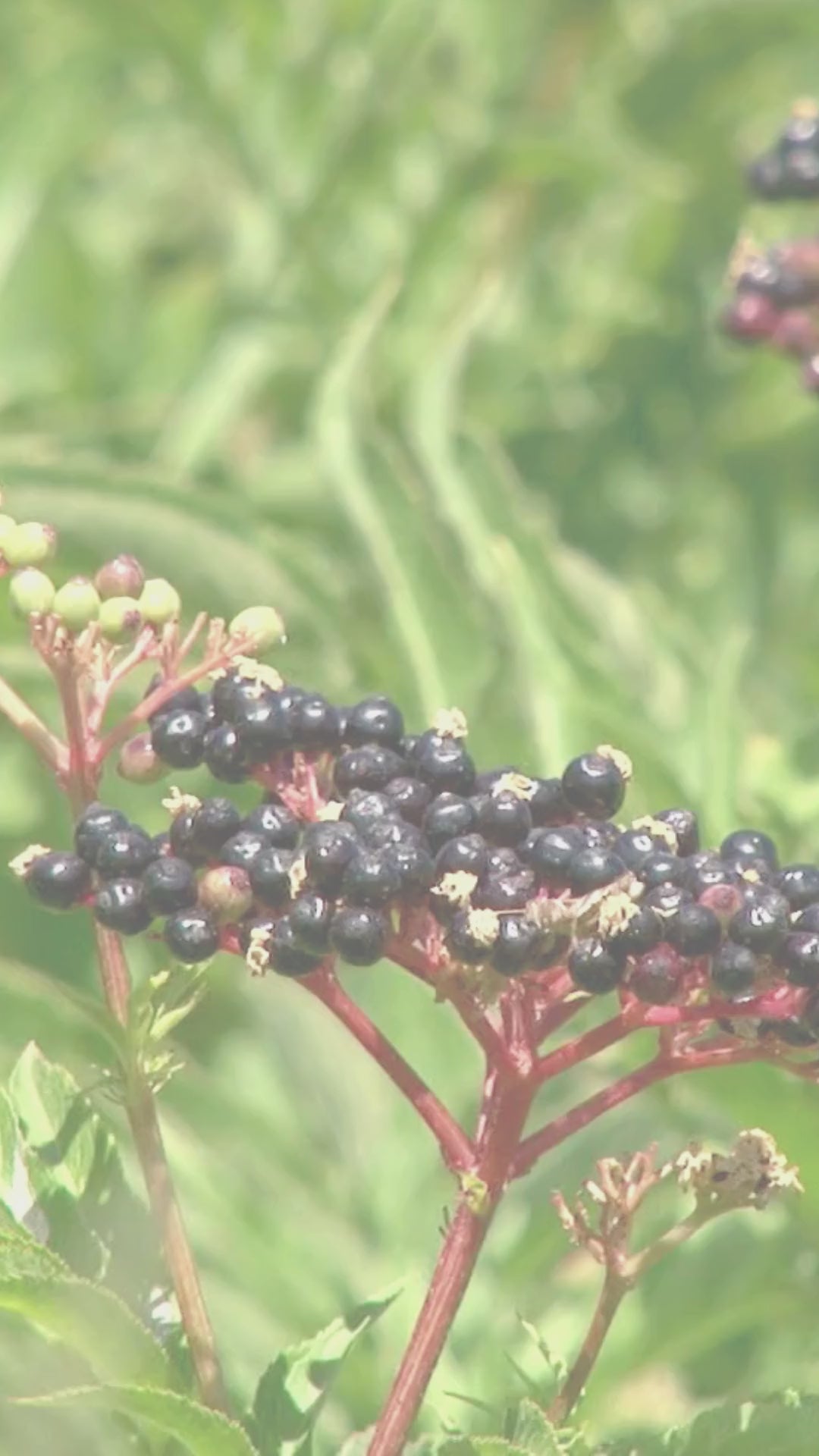 A video about The POWER of Elderberries signature elderberry syrup bites a clean, quality taste you can count on for your health and vitality.