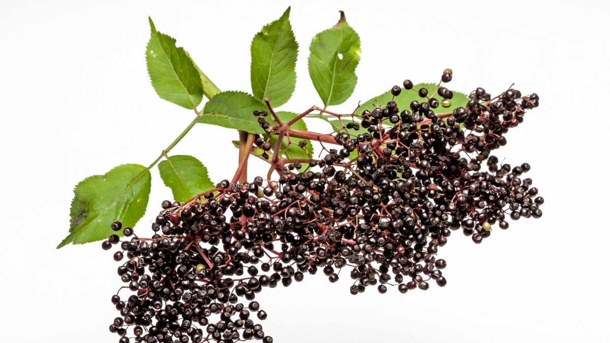Black elderberries with green leaves showing the fruit traditionally used in wellness routines