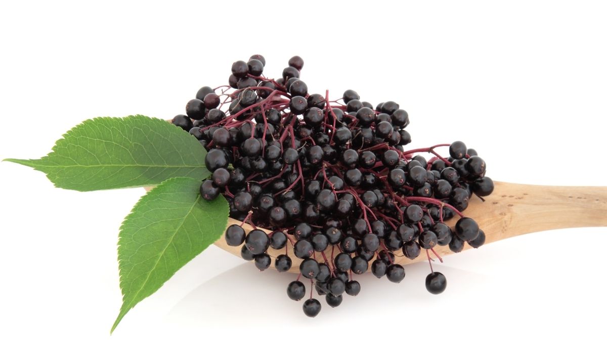 Whole black elderberries shown as a whole-food ingredient commonly used in elderberry wellness routines.
